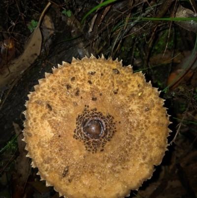 Macrolepiota clelandii (Macrolepiota clelandii) at Wattamolla, NSW - 9 Jun 2020 by WattaWanderer