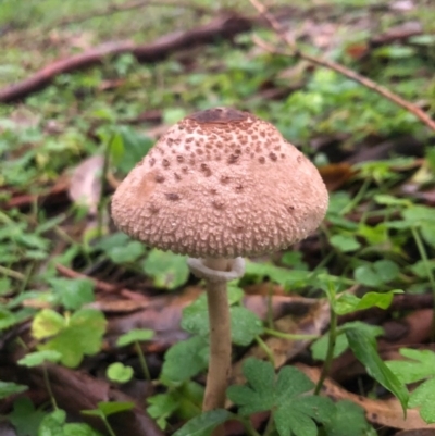 Macrolepiota clelandii (Macrolepiota clelandii) at Wattamolla, NSW - 9 Jun 2020 by WattaWanderer