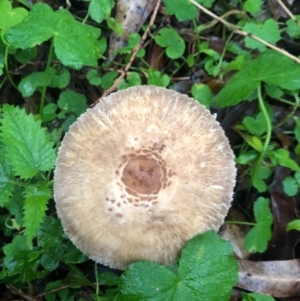 Macrolepiota clelandii at Wattamolla, NSW - 9 Jun 2020 09:18 PM