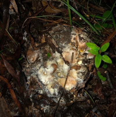 Unidentified Fungus at Wattamolla, NSW - 9 Jun 2020 by WattaWanderer