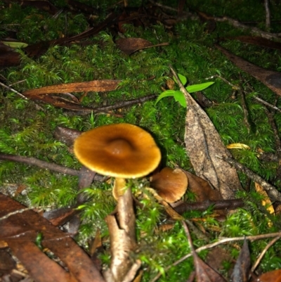 Agarics gilled fungi at Wattamolla, NSW - 9 Jun 2020 by WattaWanderer