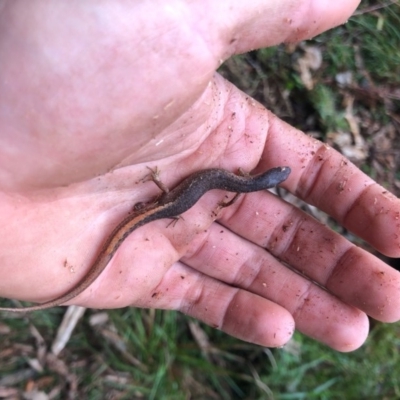 Saproscincus mustelinus (Weasel Skink) at Wattamolla, NSW - 9 Jun 2020 by WattaWanderer
