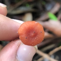 Laccaria sp. (Laccaria) at Wattamolla, NSW - 9 Jun 2020 by WattaWanderer