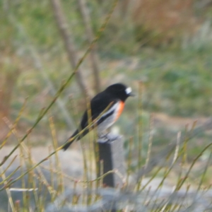 Petroica boodang at Googong, NSW - 10 Jun 2020