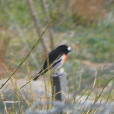 Petroica boodang (Scarlet Robin) at Googong, NSW - 10 Jun 2020 by Wandiyali