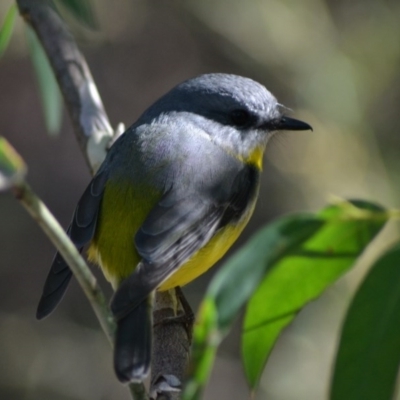 Eopsaltria australis (Eastern Yellow Robin) at Acton, ACT - 8 Jun 2020 by Bernadette