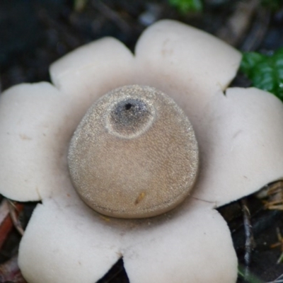 Geastrum sp. (Geastrum sp.) at Paddys River, ACT - 6 Jun 2020 by Bernadette