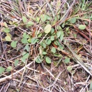 Bossiaea prostrata at Ngunnawal, ACT - 5 Jun 2020