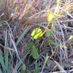 Bossiaea prostrata at Ngunnawal, ACT - 5 Jun 2020