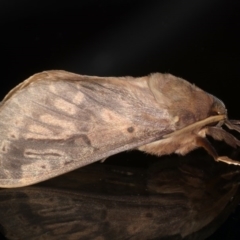 Oxycanus silvanus (Pale Oxycanus) at Ainslie, ACT - 10 Jun 2020 by jb2602