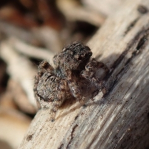 Maratus vespertilio at Spence, ACT - 10 Jun 2020