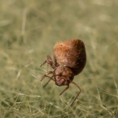 Symphypleona sp. (order) (Globular springtail) at Kama - 11 Jun 2020 by Roger