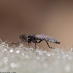 Chironomidae (family) (Non-biting Midge) at Kama - 11 Jun 2020 by Roger