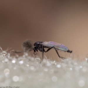 Chironomidae (family) at Molonglo River Reserve - 11 Jun 2020