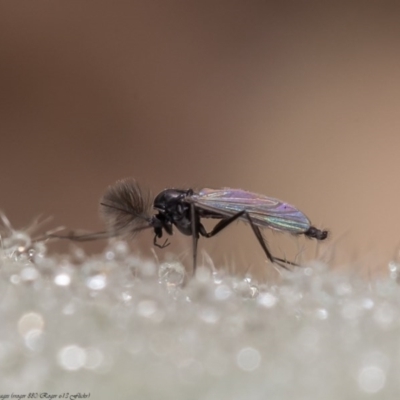 Chironomidae (family) (Non-biting Midge) at Dunlop, ACT - 11 Jun 2020 by Roger