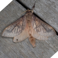 Oxycanus silvanus (Pale Oxycanus) at Ainslie, ACT - 10 Jun 2020 by jbromilow50