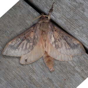 Oxycanus silvanus at Ainslie, ACT - 10 Jun 2020 09:14 PM