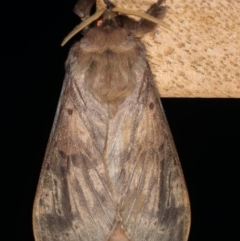 Oxycanus silvanus at Ainslie, ACT - 10 Jun 2020 09:14 PM