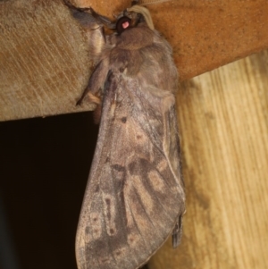 Oxycanus silvanus at Ainslie, ACT - 10 Jun 2020 09:14 PM