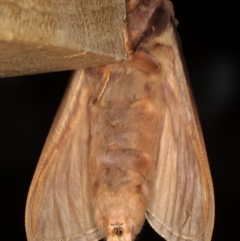 Oxycanus silvanus at Ainslie, ACT - 10 Jun 2020 09:14 PM