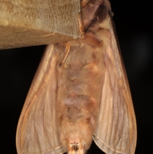 Oxycanus silvanus at Ainslie, ACT - 10 Jun 2020 09:14 PM