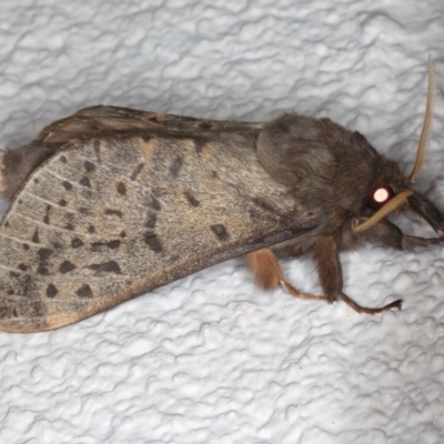 Oxycanus silvanus (Pale Oxycanus) at Ainslie, ACT - 10 Jun 2020 by jb2602