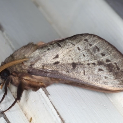 Oxycanus silvanus (Pale Oxycanus) at Ainslie, ACT - 10 Jun 2020 by jb2602