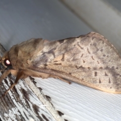 Oxycanus silvanus (Pale Oxycanus) at Ainslie, ACT - 10 Jun 2020 by jb2602