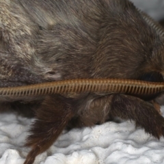 Oxycanus silvanus at Ainslie, ACT - 10 Jun 2020