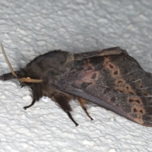 Oxycanus silvanus at Ainslie, ACT - 10 Jun 2020