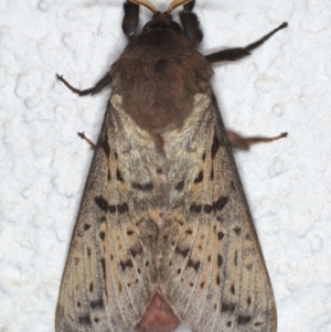 Oxycanus silvanus at Ainslie, ACT - 10 Jun 2020