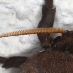 Oxycanus silvanus at Ainslie, ACT - 10 Jun 2020