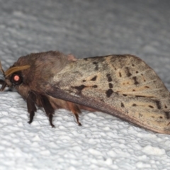 Oxycanus silvanus at Ainslie, ACT - 10 Jun 2020