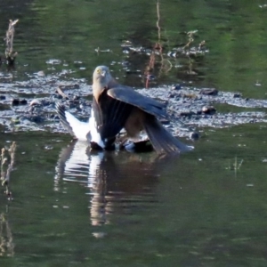 Accipiter cirrocephalus at Tennent, ACT - 10 Jun 2020