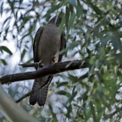 Accipiter cirrocephalus at Tennent, ACT - 10 Jun 2020