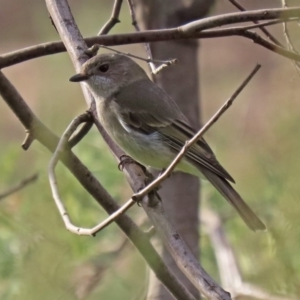 Pachycephala pectoralis at Tennent, ACT - 10 Jun 2020