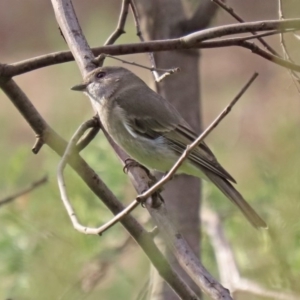 Pachycephala pectoralis at Tennent, ACT - 10 Jun 2020