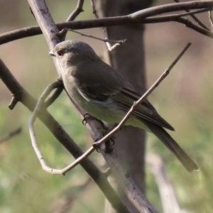 Pachycephala pectoralis at Tennent, ACT - 10 Jun 2020