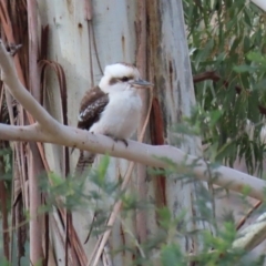 Dacelo novaeguineae at Tennent, ACT - 10 Jun 2020