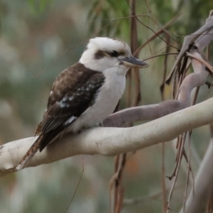 Dacelo novaeguineae at Tennent, ACT - 10 Jun 2020