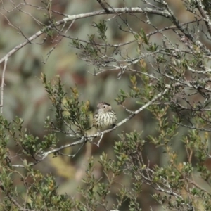 Pyrrholaemus sagittatus at Tennent, ACT - 10 Jun 2020