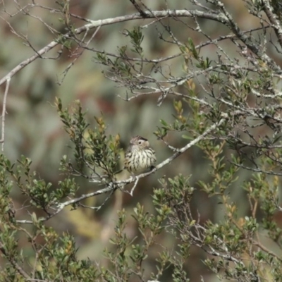 Pyrrholaemus sagittatus (Speckled Warbler) at Tennent, ACT - 10 Jun 2020 by RodDeb