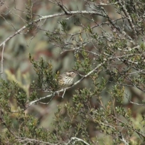 Pyrrholaemus sagittatus at Tennent, ACT - 10 Jun 2020