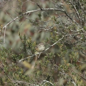 Pyrrholaemus sagittatus at Tennent, ACT - 10 Jun 2020