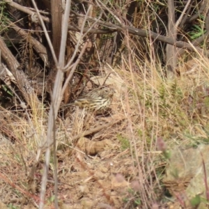 Pyrrholaemus sagittatus at Tennent, ACT - 10 Jun 2020