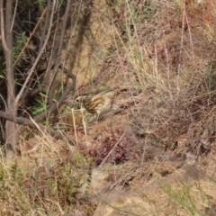 Pyrrholaemus sagittatus at Tennent, ACT - 10 Jun 2020