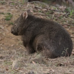 Vombatus ursinus (Common wombat, Bare-nosed Wombat) at Tennent, ACT - 10 Jun 2020 by RodDeb