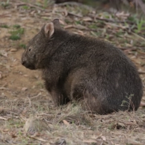 Vombatus ursinus at Tennent, ACT - 10 Jun 2020