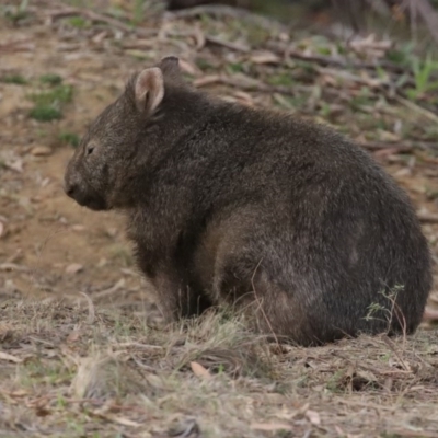 Vombatus ursinus (Bare-nosed Wombat) at Tennent, ACT - 10 Jun 2020 by RodDeb