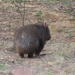 Vombatus ursinus at Tennent, ACT - 10 Jun 2020